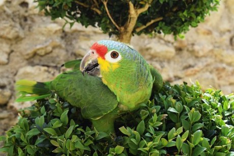 parrot-807303__340